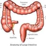 intestino (1)