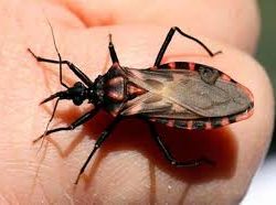 Chagas, malattia di