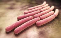 Shigellosi:infezione batterica che causa dissenteria