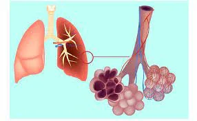 alveolo polmonare