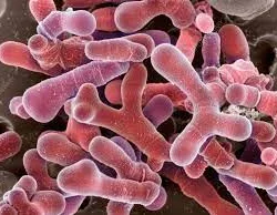 Bifidobacterium: alleati dell'intestino e del sistema immunitario