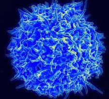 I linfociti T, noti anche come cellule T, sono un tipo di globuli bianchi (leucociti) che svolgono un ruolo fondamentale nel sistema immunitario.I linfociti T si sviluppano nel timo, un organo situato nella parte superiore del torace.I linfociti T presentano anche un’altra importante caratteristica: la memoria immunologica.Esistono diverse tipologie di linfociti T, ognuna con funzioni specifiche nell’identificare e combattere agenti patogeni