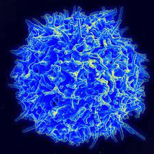 I linfociti T, noti anche come cellule T, sono un tipo di globuli bianchi (leucociti) che svolgono un ruolo fondamentale nel sistema immunitario.I linfociti T si sviluppano nel timo, un organo situato nella parte superiore del torace.I linfociti T presentano anche un’altra importante caratteristica: la memoria immunologica.Esistono diverse tipologie di linfociti T, ognuna con funzioni specifiche nell’identificare e combattere agenti patogeni