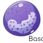 I basofili sono un tipo di globuli bianchi, noti anche come leucociti, che fanno parte del sistema immunitario. I basofili sono piccole cellule sferiche, appartenenti alla famiglia dei granulociti, che contengono granuli nel loro citoplasma.I basofili costituiscono solo una piccola percentuale dei globuli bianchi totali presenti nel sangue, generalmente inferiore all’ 1%.