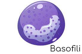 I basofili sono un tipo di globuli bianchi, noti anche come leucociti, che fanno parte del sistema immunitario. I basofili sono piccole cellule sferiche, appartenenti alla famiglia dei granulociti, che contengono granuli nel loro citoplasma.I basofili costituiscono solo una piccola percentuale dei globuli bianchi totali presenti nel sangue, generalmente inferiore all’ 1%.