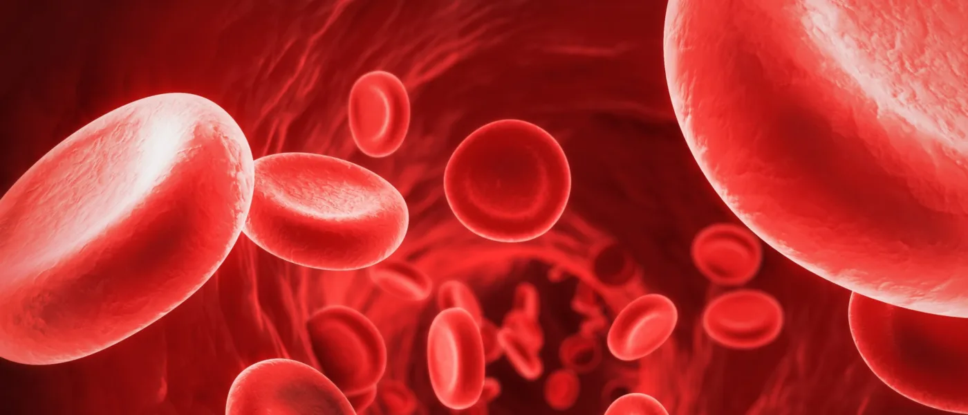 I globuli rossi, noti anche come eritrociti, sono le cellule più numerose presenti nel sangue umano.Le differenze di genere nei globuli rossi sono principalmente legate all’emoglobina, la proteina che trasporta l’ossigeno nel sangue. Il ciclo di vita dei globuli rossi è di circa 120 giorni, durante i quali vengono continuamente prodotti nel midollo osseo e distrutti nel fegato e nella milza