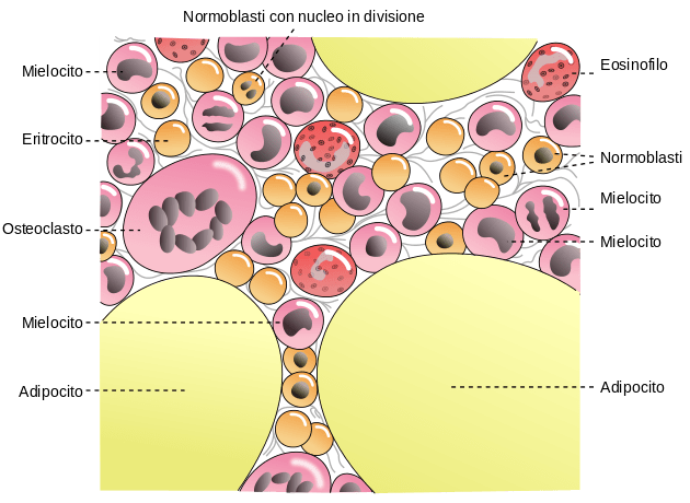 Il midollo osseo è una sostanza molle e spugnosa che si trova all’interno delle ossa. È responsabile della produzione di cellule del sangue, inclusi globuli rossi, globuli bianchi e piastrine. Il midollo osseo è costituito da una miscela di cellule staminali, cellule precursori e tessuto connettivo.Il midollo osseo rosso è responsabile della produzione di cellule del sangue, mentre il midollo osseo giallo contiene principalmente cellule adipose.