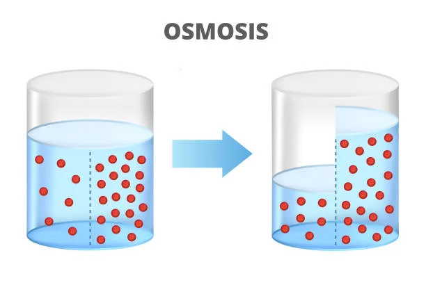 L’osmosi è il processo in cui le molecole di solvente, solitamente acqua, si spostano attraverso una membrana semipermeabile da una regione di minore concentrazione di soluti a una regione di maggiore concentrazione di soluti.l’osmosi svolge un ruolo chiave nel mantenimento dell’equilibrio osmotico all’interno delle cellule