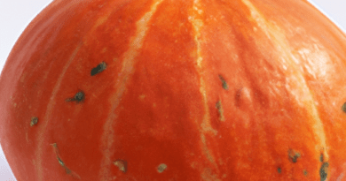 La zucca è originaria delle Americhe, dove è stata coltivata per migliaia di anni. La zucca è una fonte preziosa di nutrienti essenziali. È ricca di vitamine A, C ed E, che svolgono un ruolo importante nel sostenere il sistema immunitario, Esistono molte varietà di zucca, ognuna con le sue caratteristiche uniche.