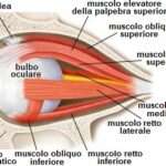 muscoli oculari sono
