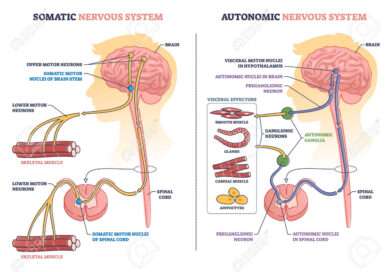 Sistema nervoso autonomo